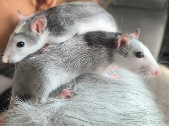 Daruji 2 potkany