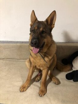 Daruji stene nemeckeho ovcaka