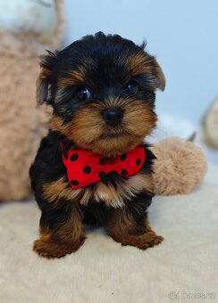 Jorkšírský teriér  bez PP