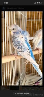 Koupím chovný pár andulek helikopter