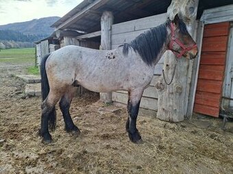 Prodám Slezského norika