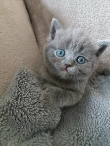 Britská modrá koťátka