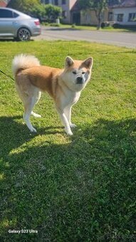 Prodám Akita Inu