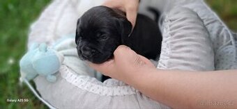 Štěňata kříženci boxer/ křepelák plochý čumák