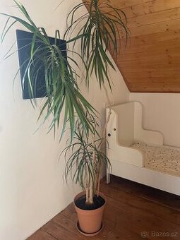 Pokojová květina Dracena - 2 metry