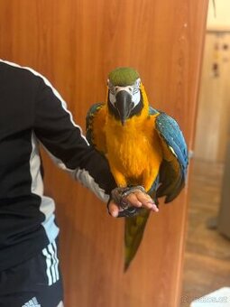 Ara ararauna , kakadu inka ,kakadu růžový