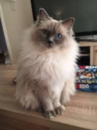 Ragdoll Bluecolorpoint bez PP