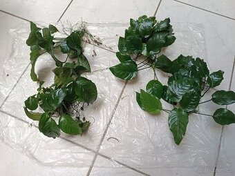 Prodám akvarijní rostliny