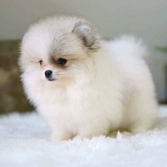 Špic, nemecký špic , Pomeranian