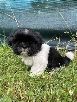 Shih-tzu. Shitzuf