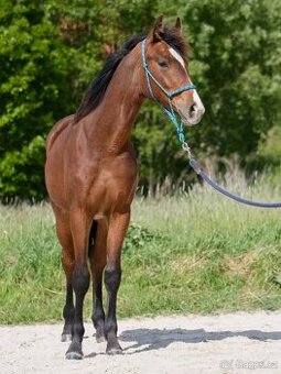 QH klisna