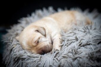 Štěňátka Labrador s PP - žlutý pejsek
