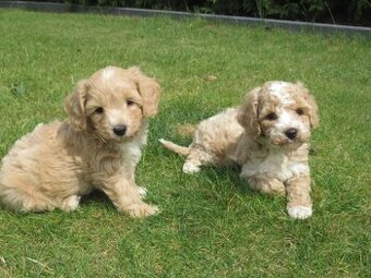 Maltipoo štěňátka