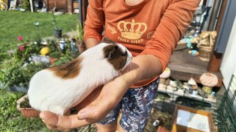 Morče, morčátka, morčata - samička