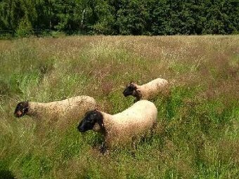 Berani suffolk