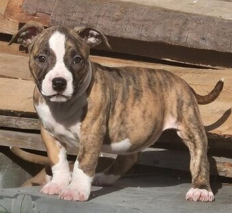 American Bull standart
