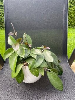 Voskovka masitá (Hoya carnosa)