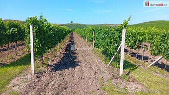 Prodej vinice v Dolních Dunajovicích, Zimní vrch