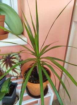 Pokojová květina DRACENA