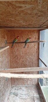 Rozela pestra nadherna