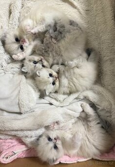 Perská činčila koťátka