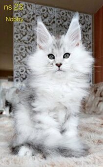 Mainská mývalí koťátka s PP