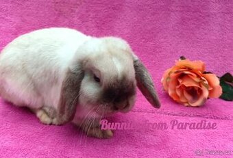 ROZKOŠNÍ KRÁLÍČCI HLEDAJÍ NOVÝ DOMOV ❤️❤️❤️