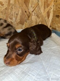 Jezevčík trpasličí dlouhosrstý s PP, kluk čoko