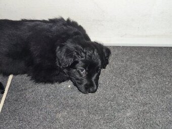 3 štěňata na prodej