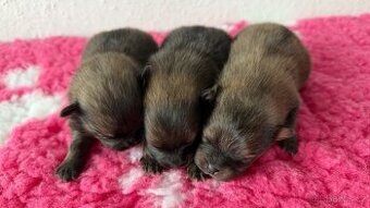 Štěňátka Pomeranian s PP FCI