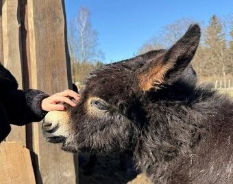 Docházení k oslímu hříběti