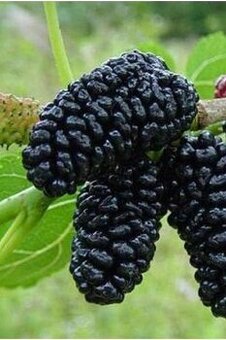 moruše bílá i černá vitaminová bomba lahodné plody