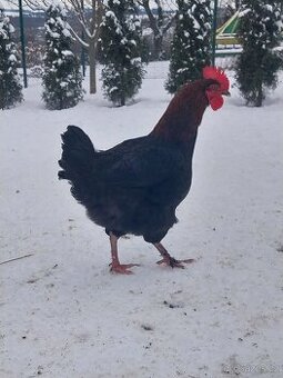 Maranska měděnokrká kohout