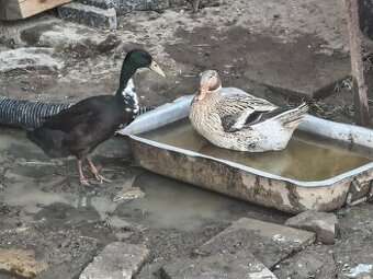 Pára kačen- indický běžec