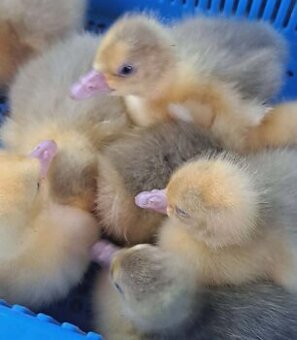 Bílá housata k výkrmu či chovu