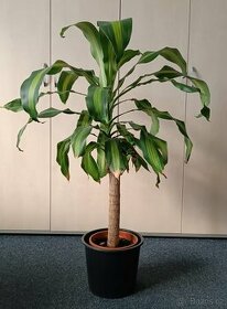 pokojová rostlina Juka (Yucca) - 1
