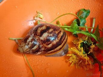 Archachatina marginata ovum XXL junior F3