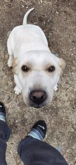 Daruji fenku labradora