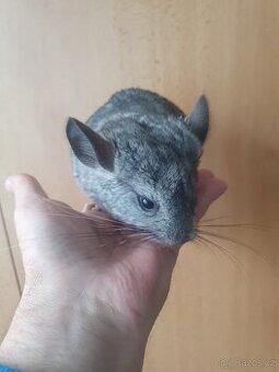 Činčila-samička