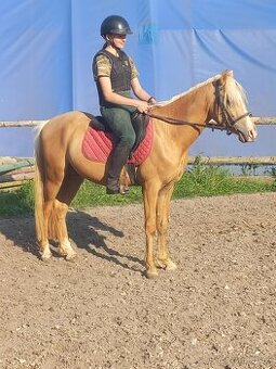 Valacha pony