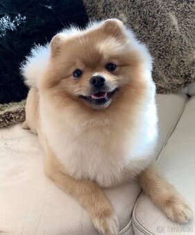 NABÍZÍME KRYTÍ - čistokrevný pomeranian s PP