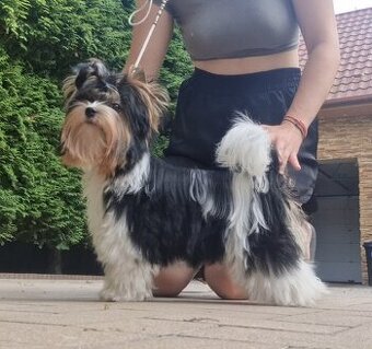 Biewer Terrier s PP FCI
