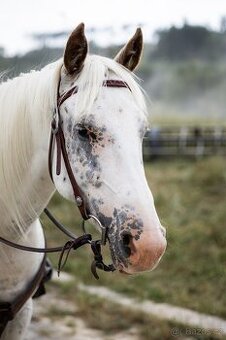 Appaloosa klisna
