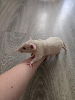Potkan Dumbo