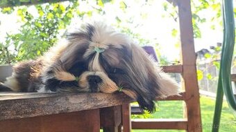 Shih tzu s pp / shi-tzu / shi tzu