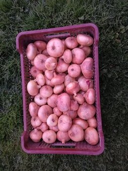 Cibule kuchyňská  Štutgart