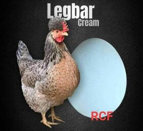 Násadová vejce a kuřata Cream Legbar