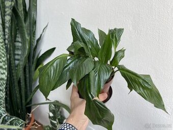 Lopatkovec - nenáročná pokojová rostlina