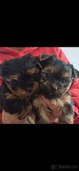 Jorkšírský Yorkšírský teriér pejsci