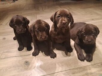 Labradorský retrívr